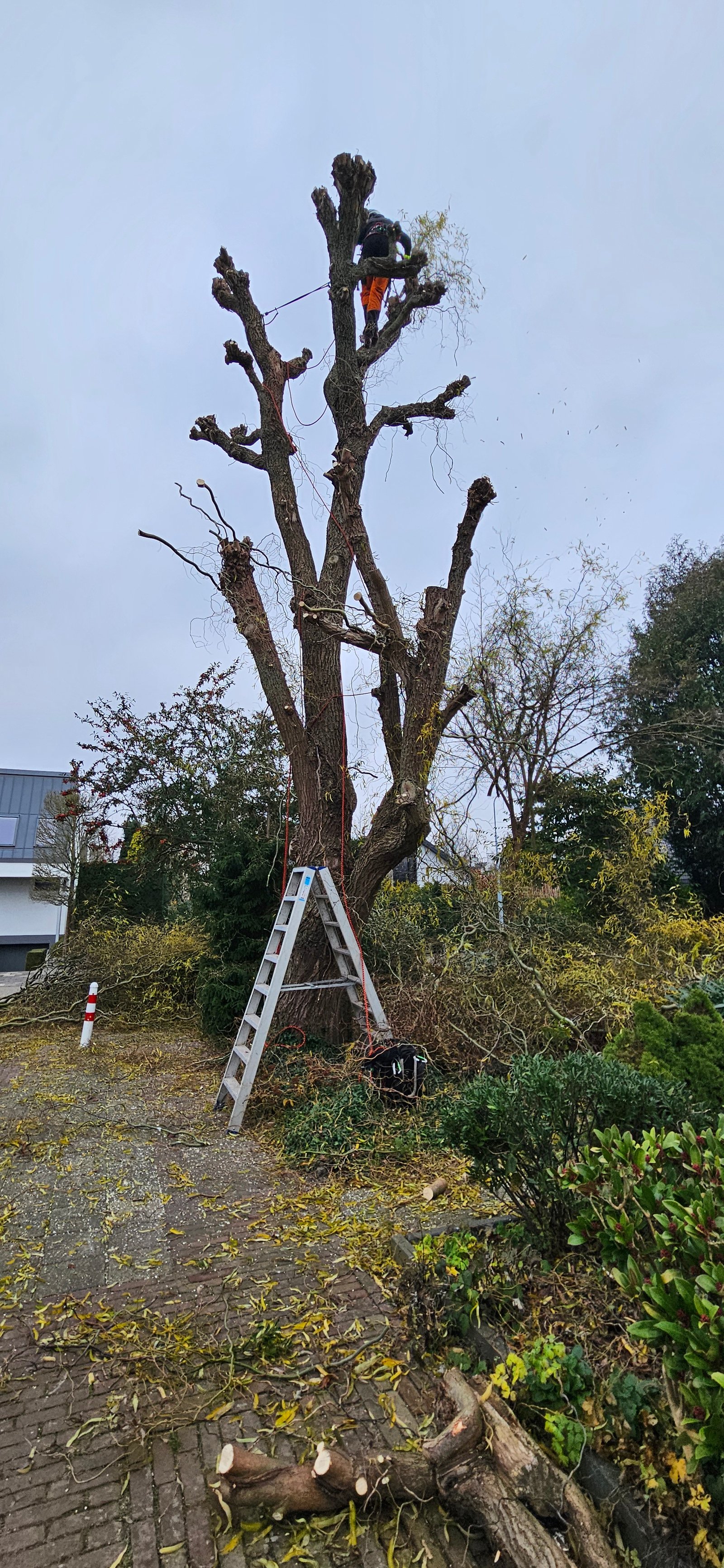 Boomverzorging en snoeiwerk na onderhoud