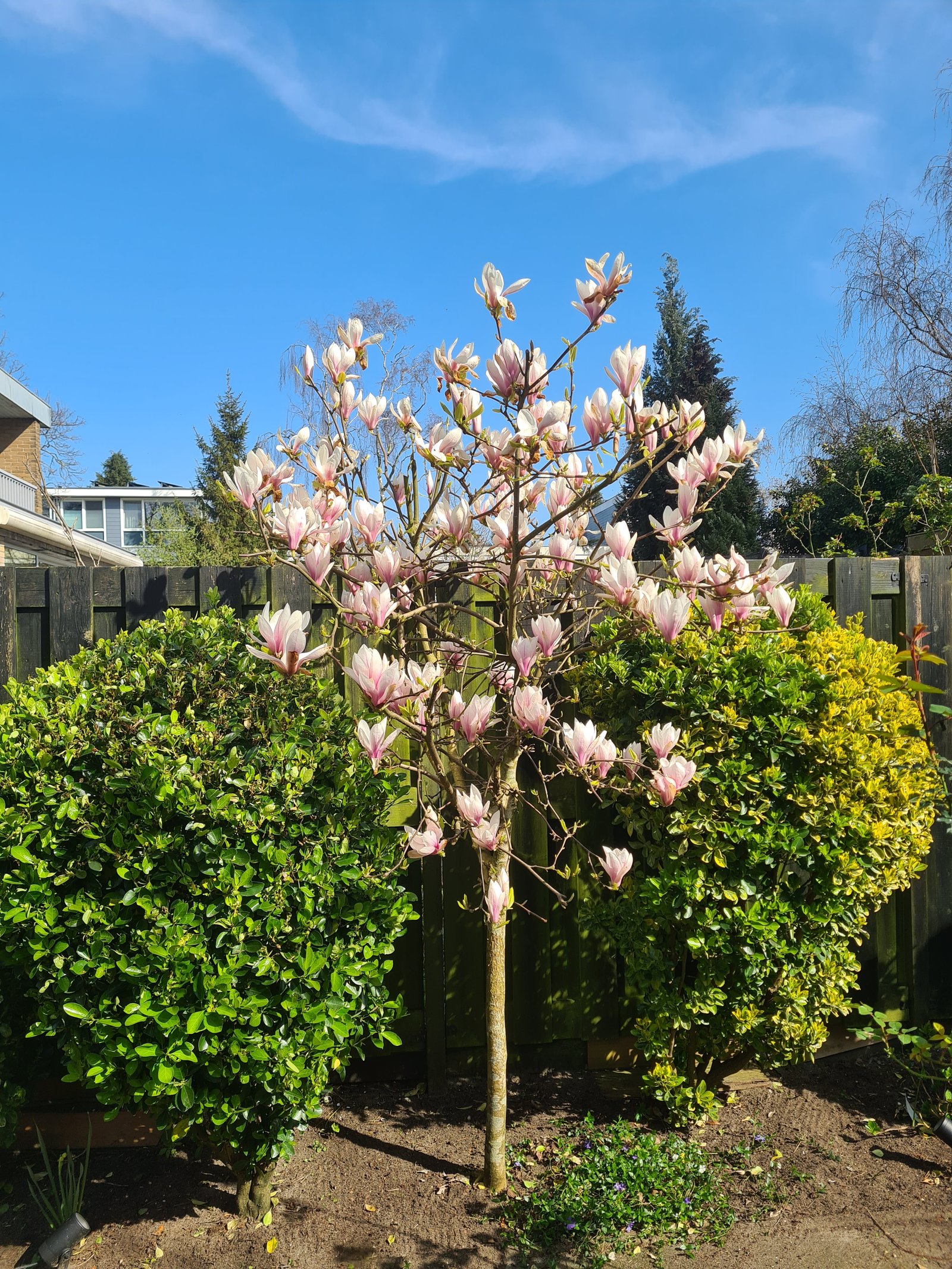 Tuin met bloeiende magnolia en groene borders